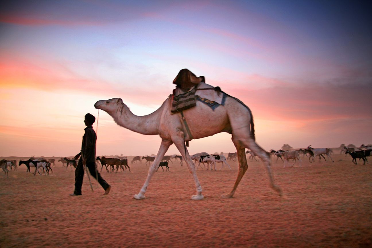 SHEPHERD WITH CAMEL AND GOATS, MAURITANIA