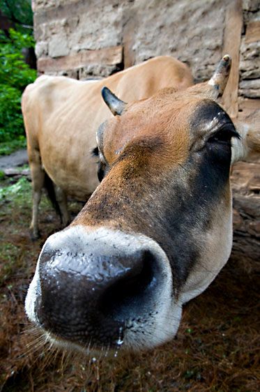 1r8_lb_cow_1_dsc_0316