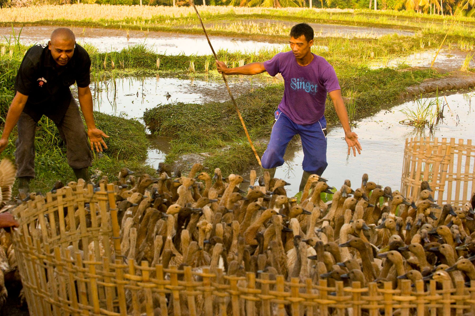 1duck_herders_may_7544