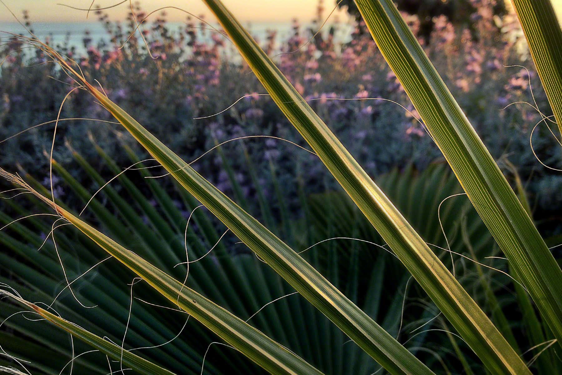 Palm at Sunset