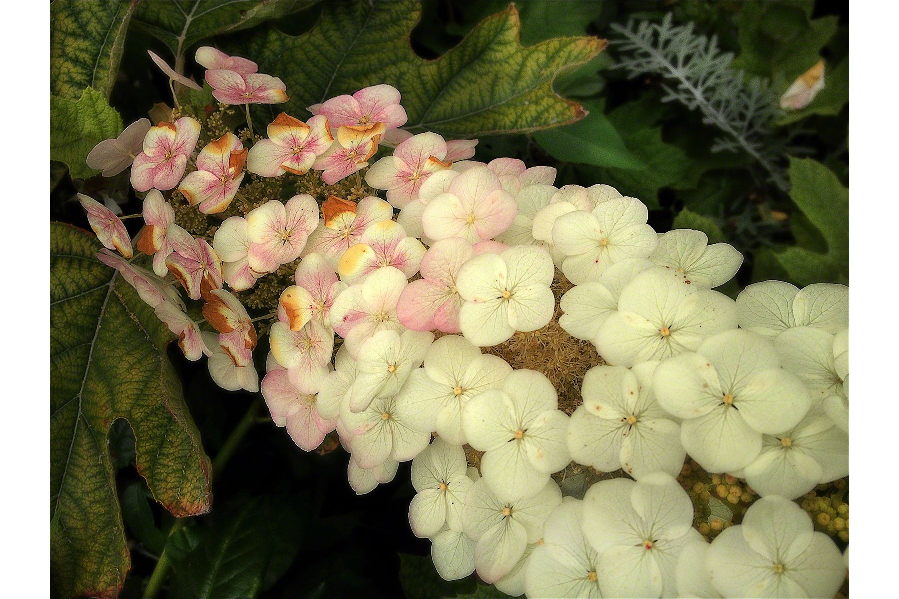 Hydrangea No. 1