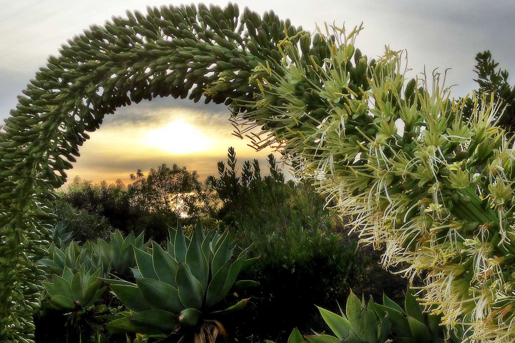 Foxtail Yucca at Sunset