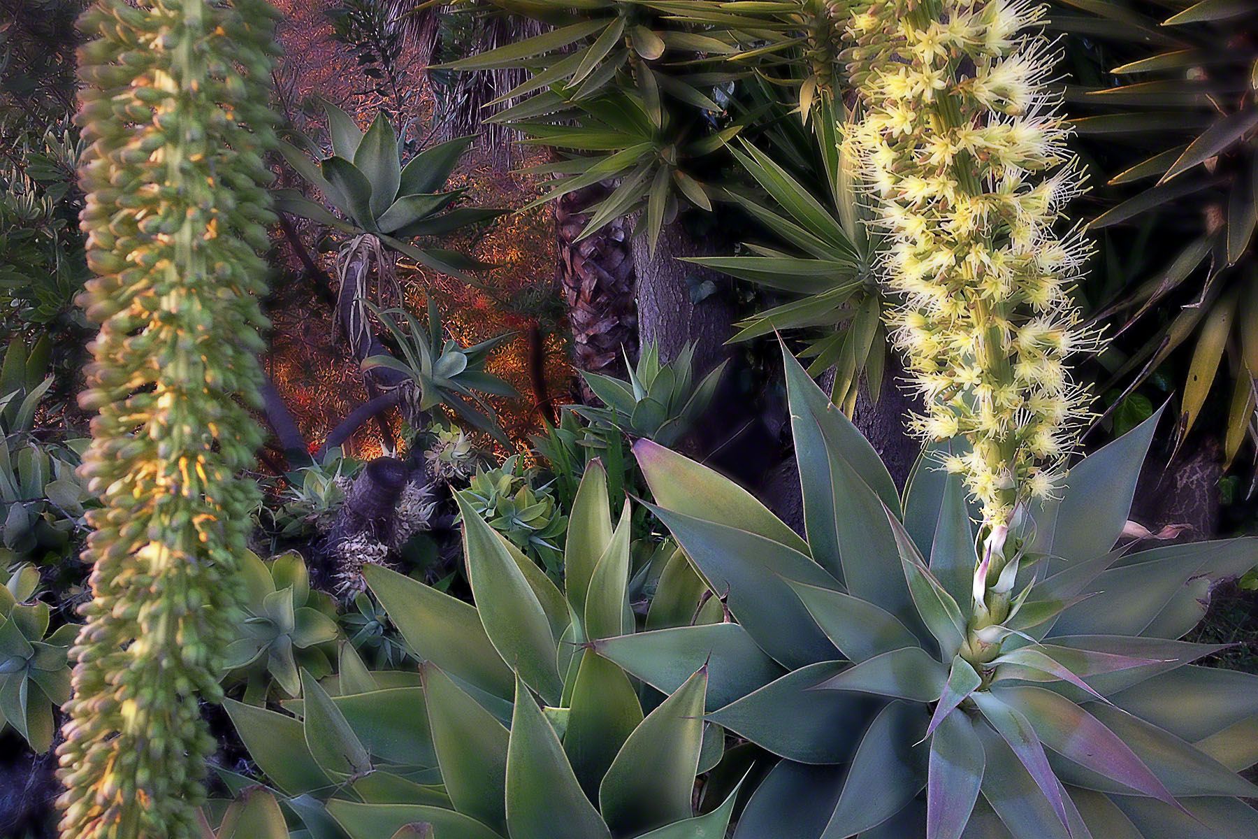 Foxtail Agave