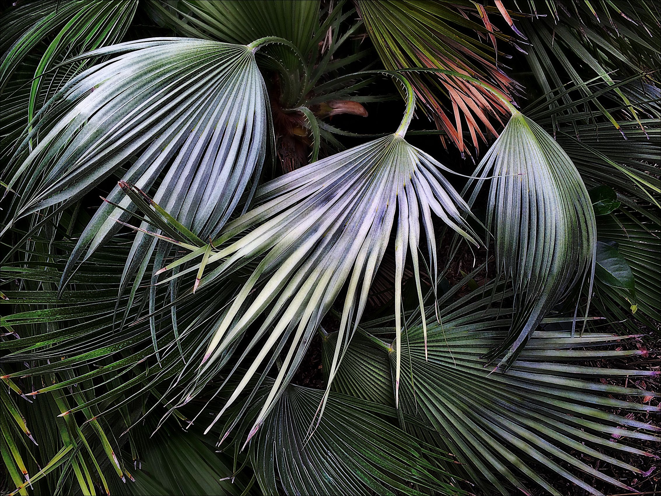 Silver Fronds