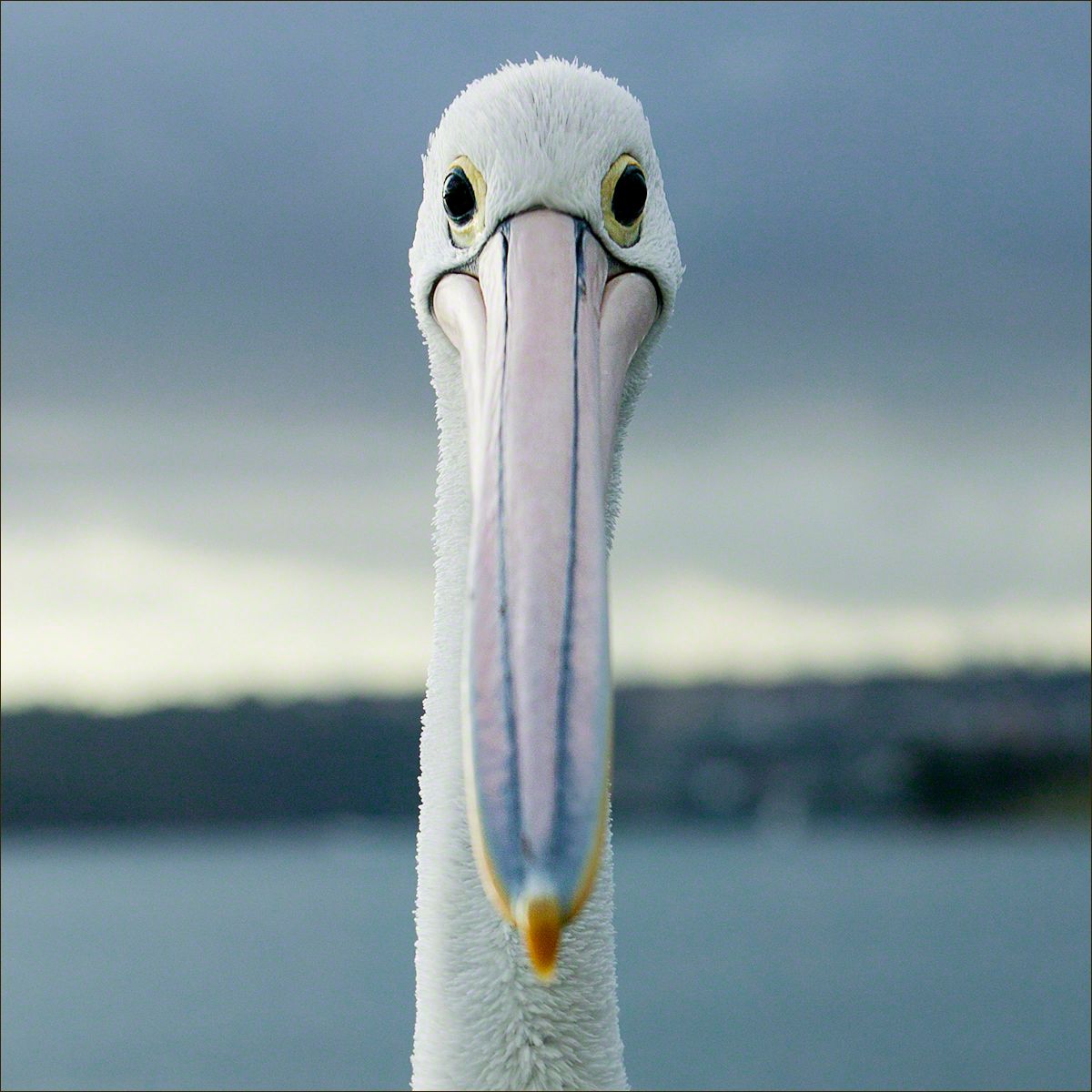 Australian Pelican