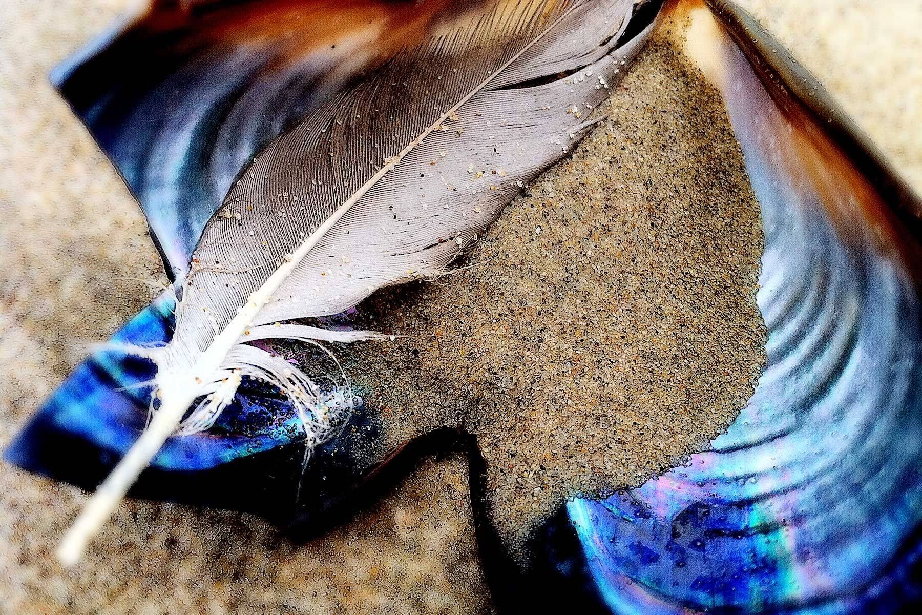 Feather ~ Sand ~ Shell No. 1