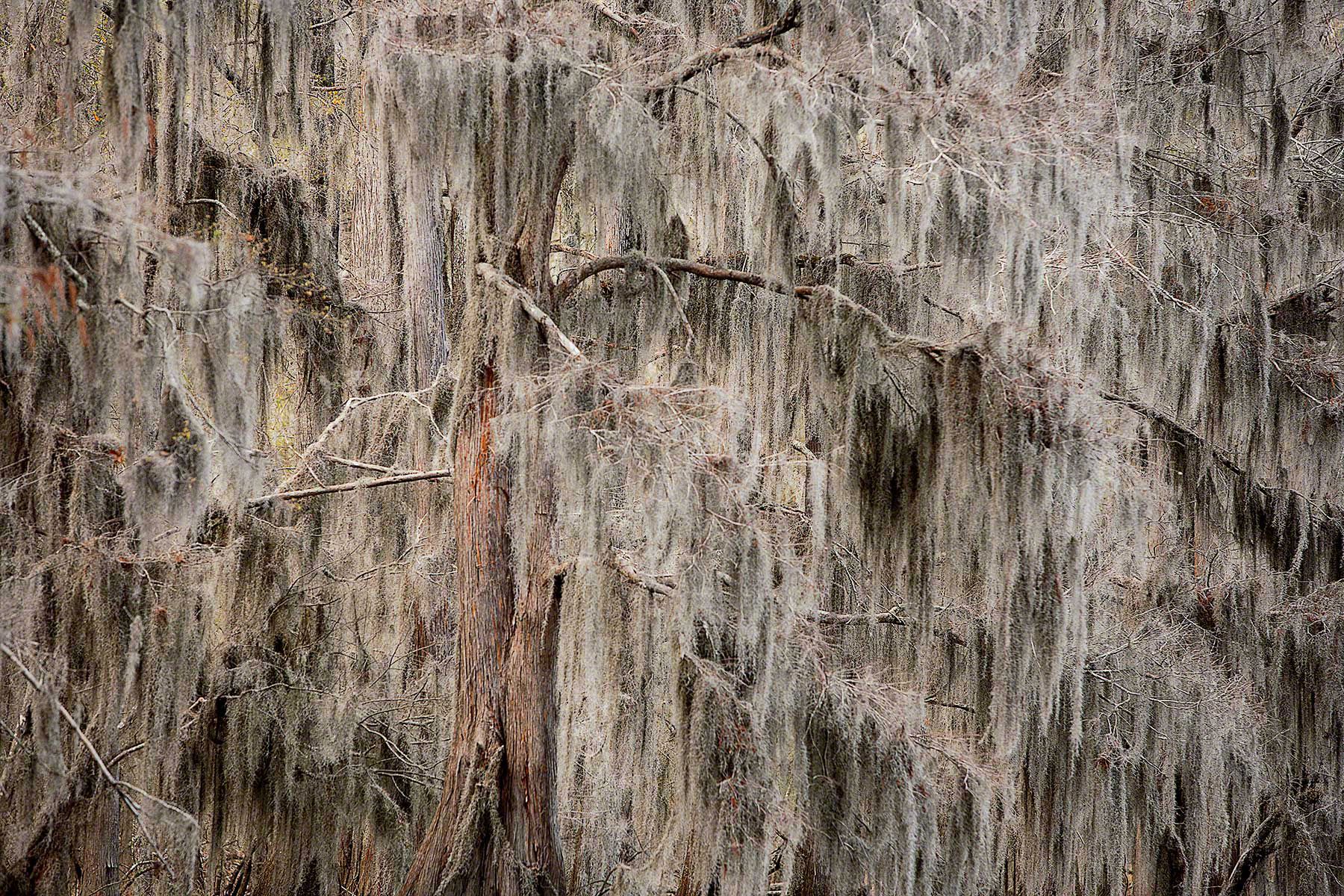 Caddo Lake Cypress