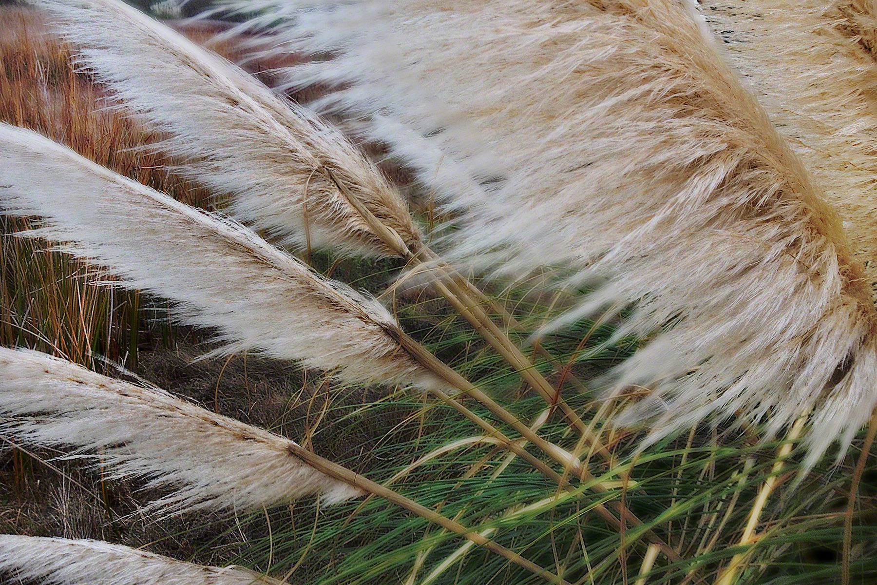 Pampas Grass