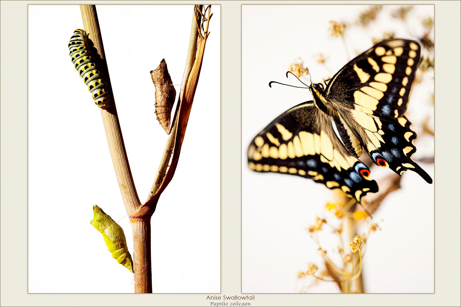 Anise Swallowtail