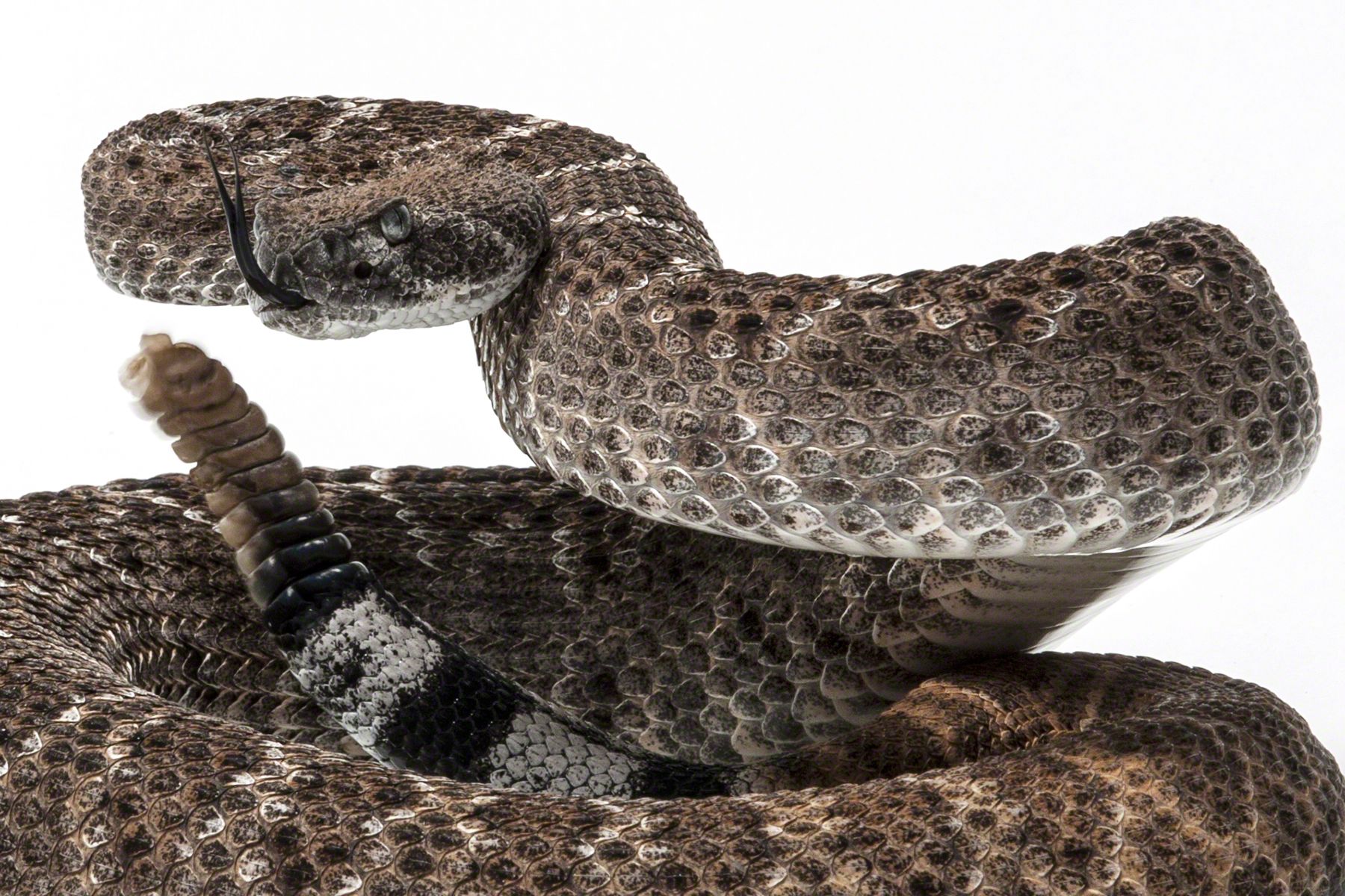 Diamond Back Rattlesnake