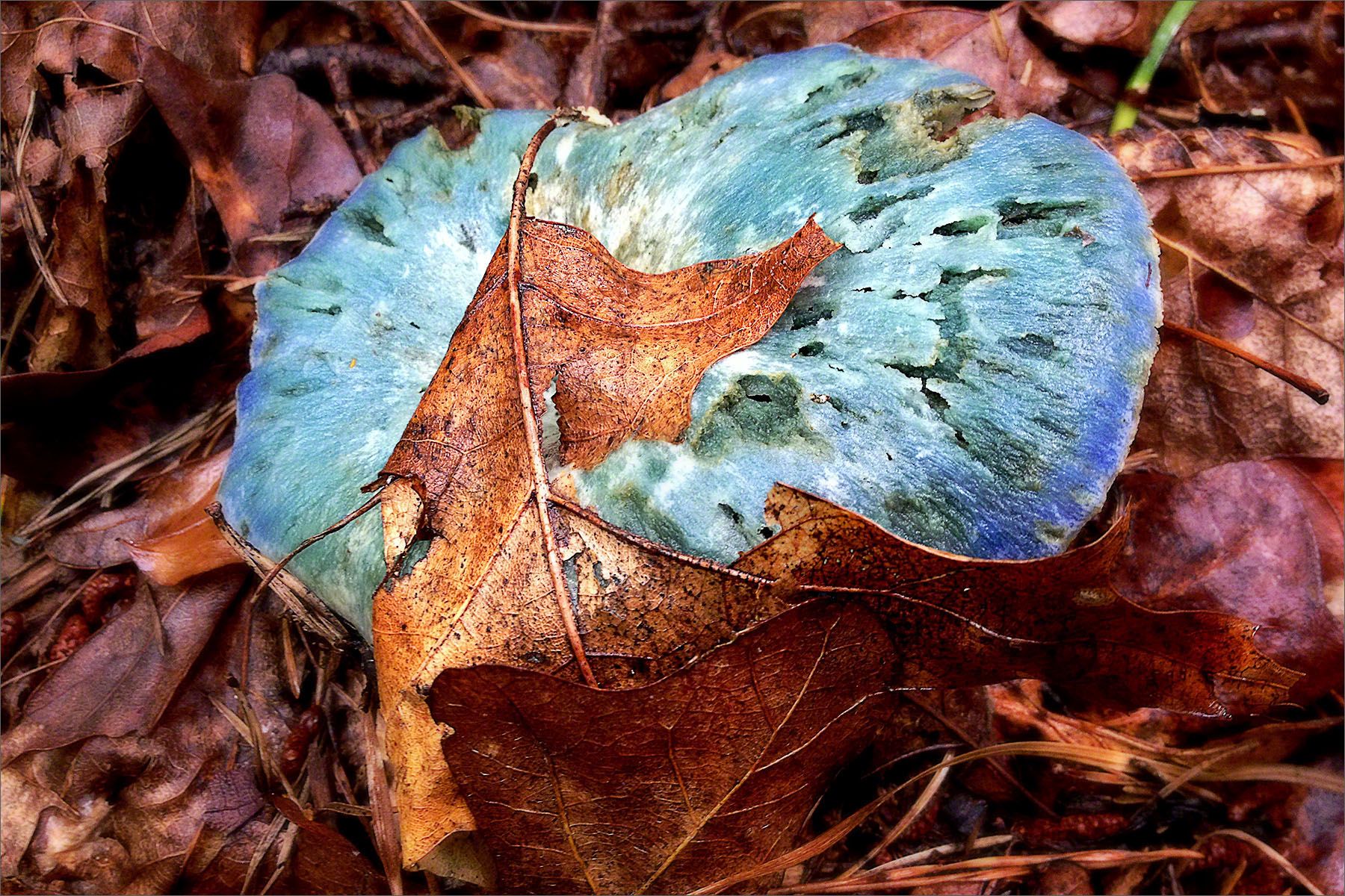 Lactarius Indigo & Oak Leaves