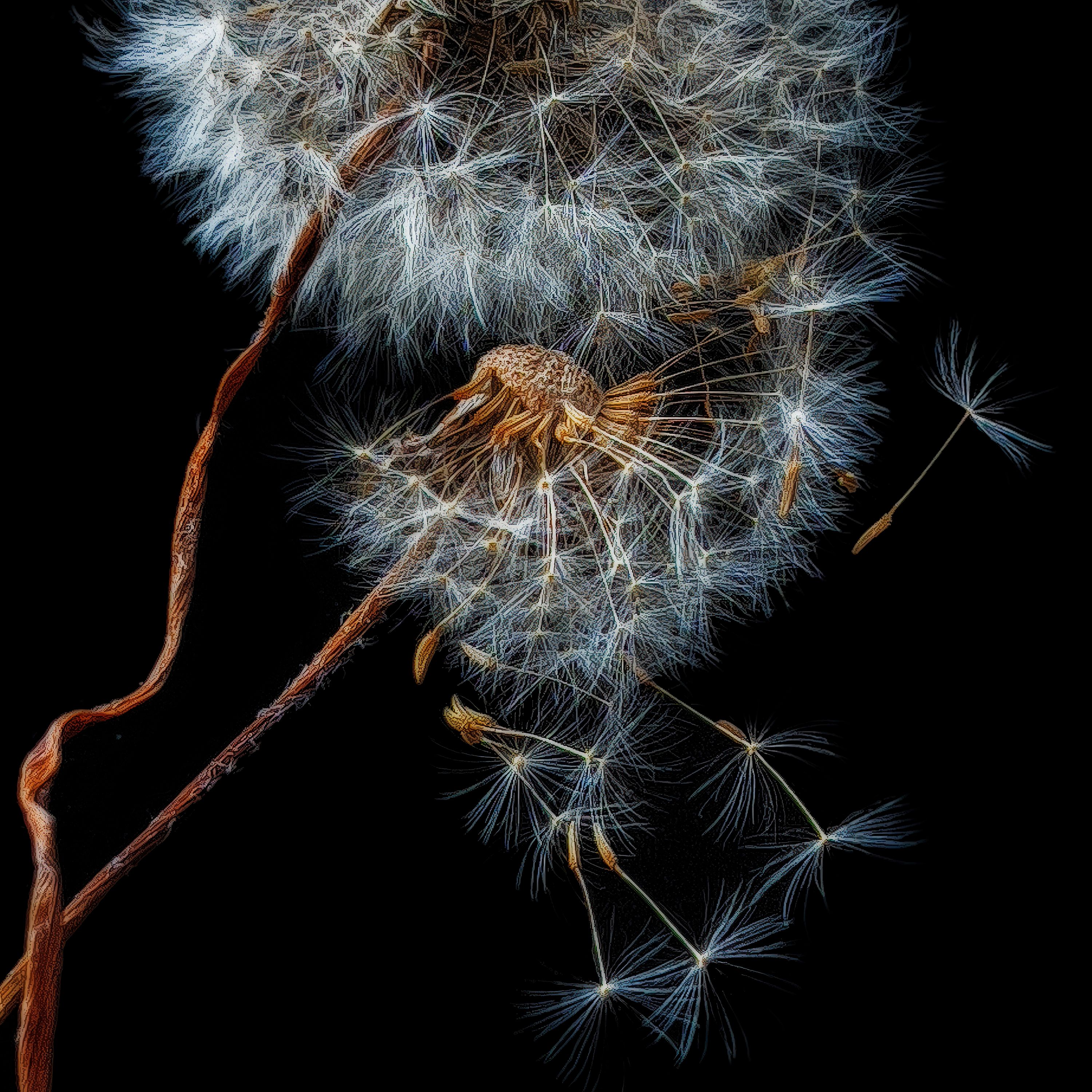 Dandelion No. 4