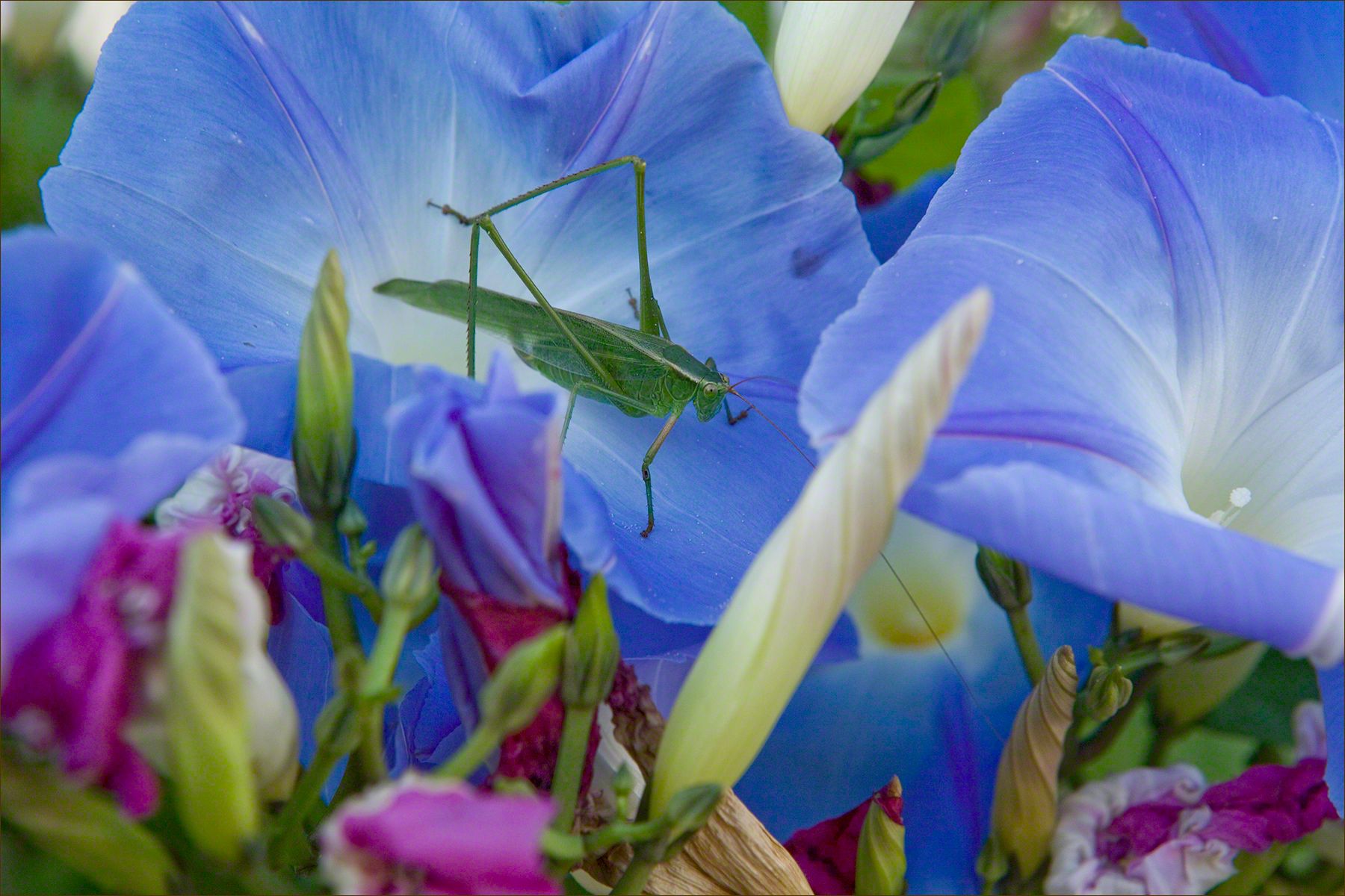 Katydid & Morning Glories