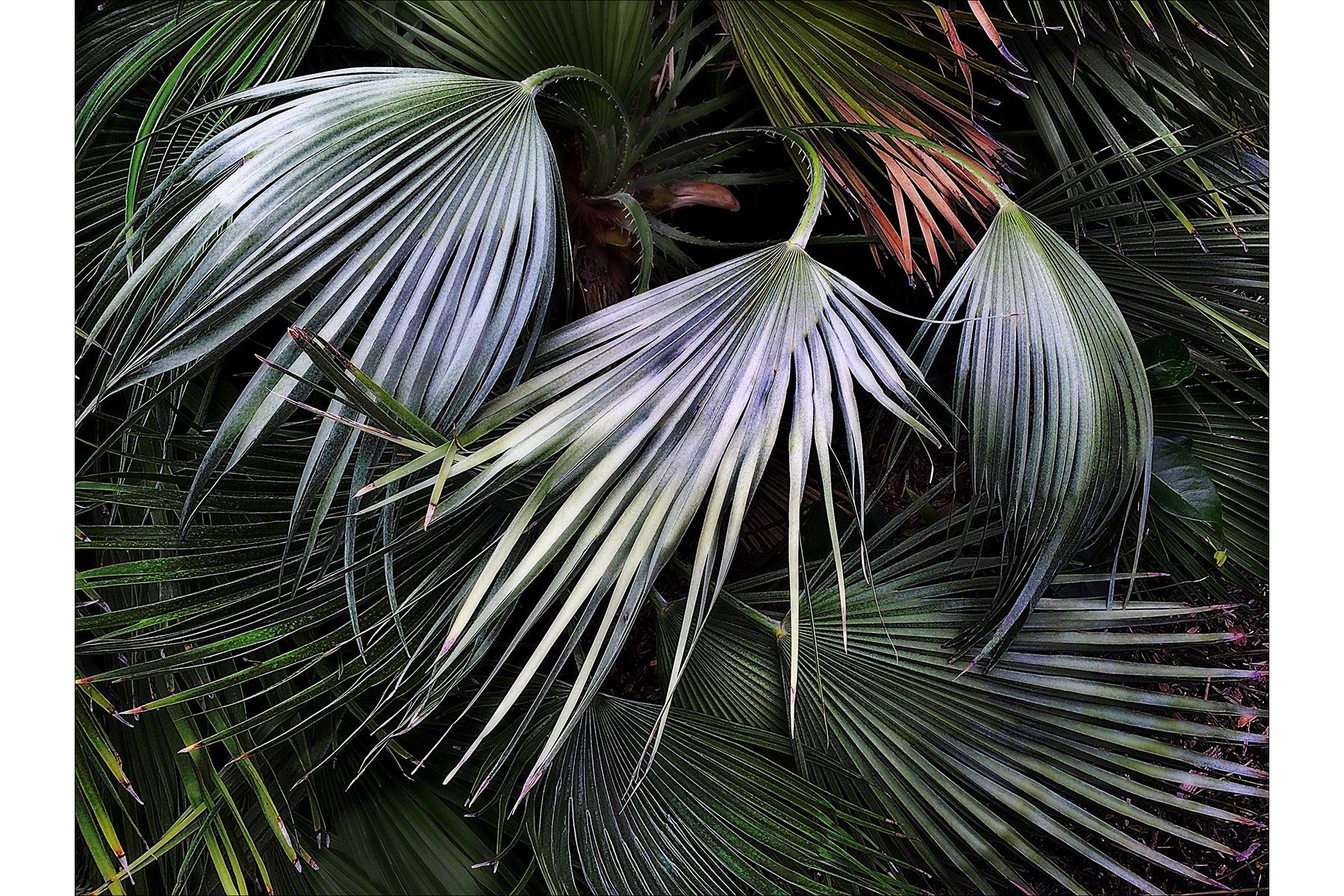 Silver Fronds