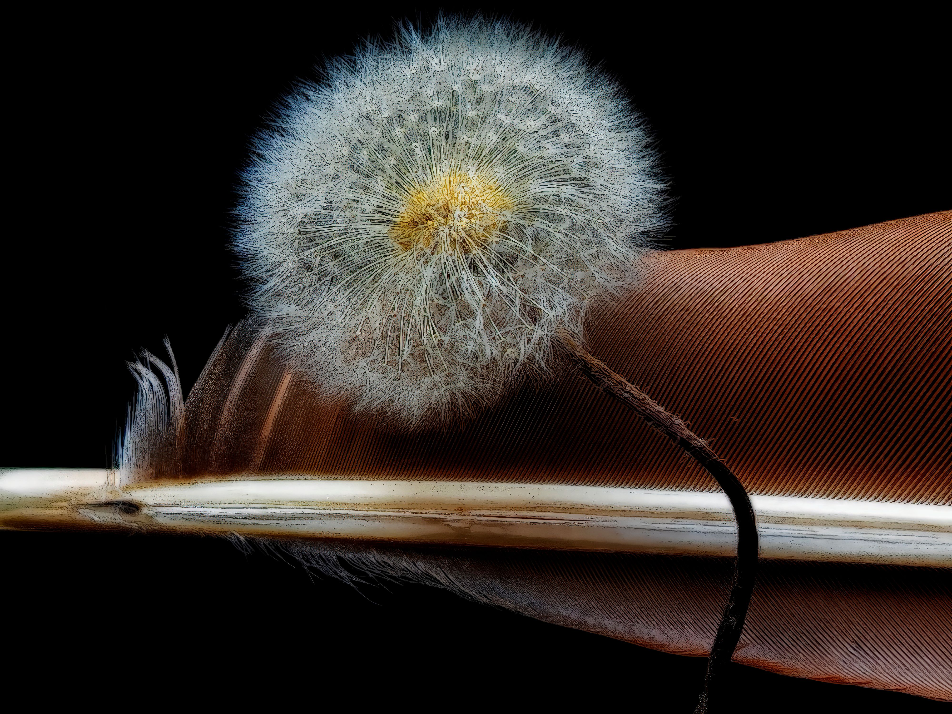 Dandelion No. 6