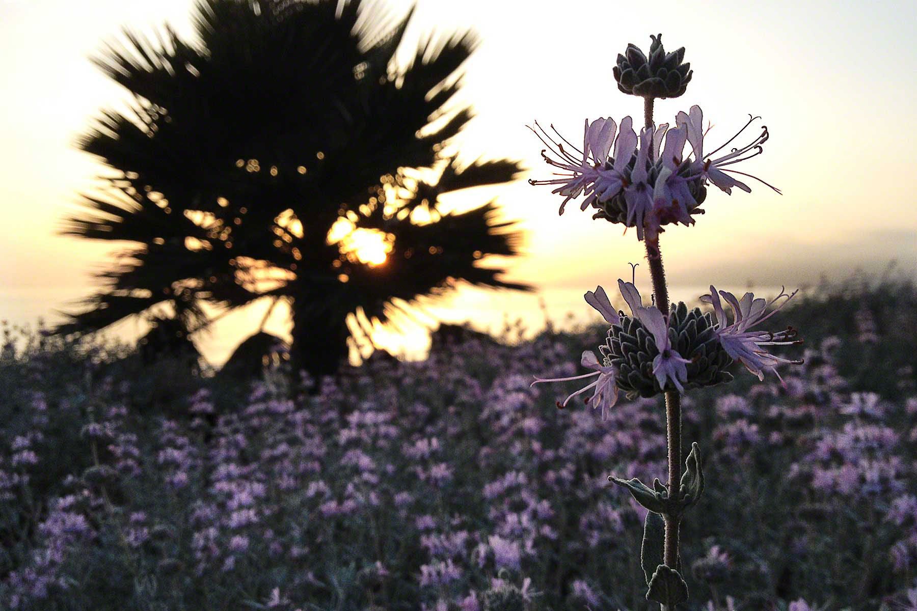 Cleveland Sage at Sunset