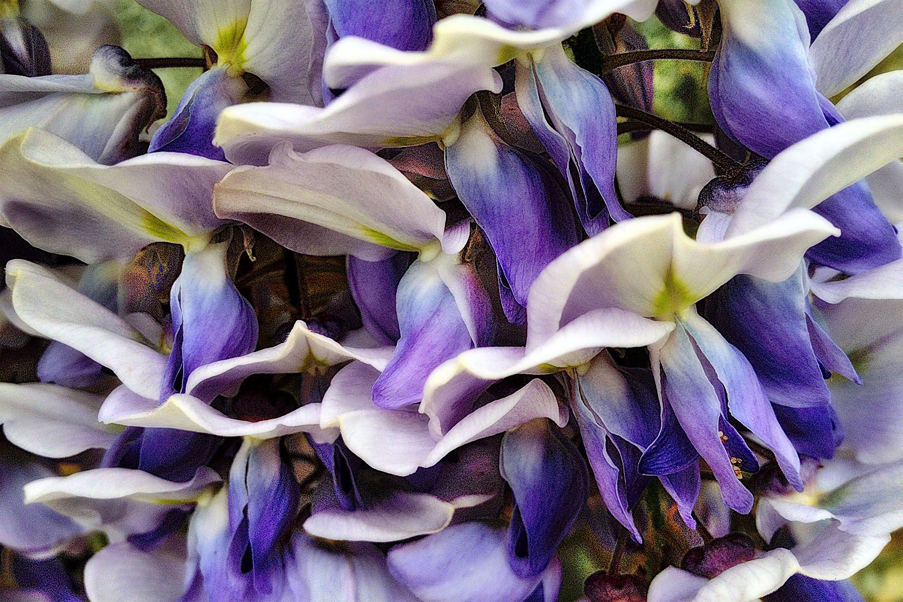 Wisteria