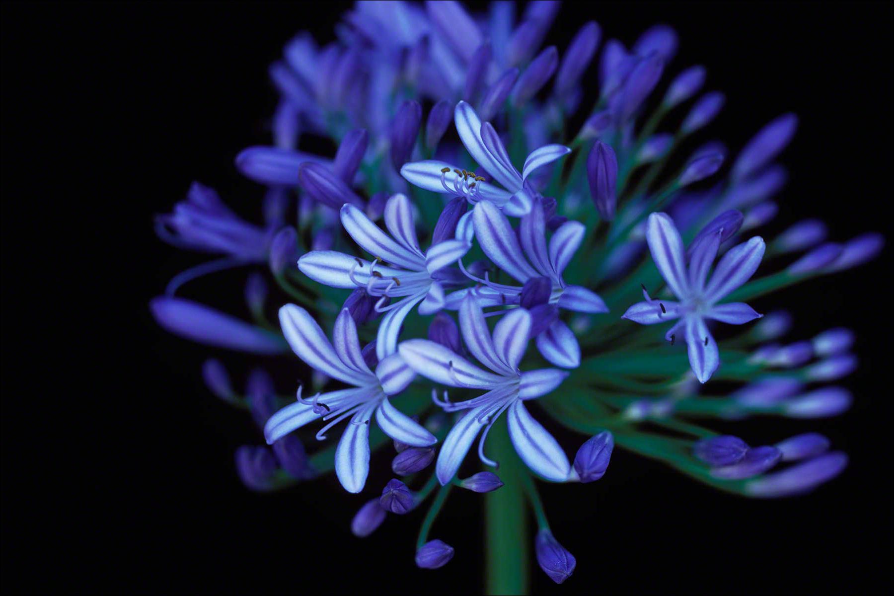 Agapanthus