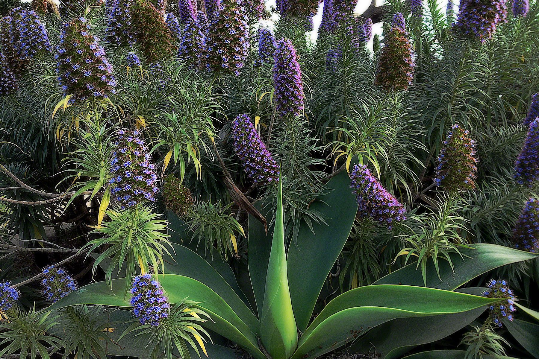 Agave & Pride of Madeira