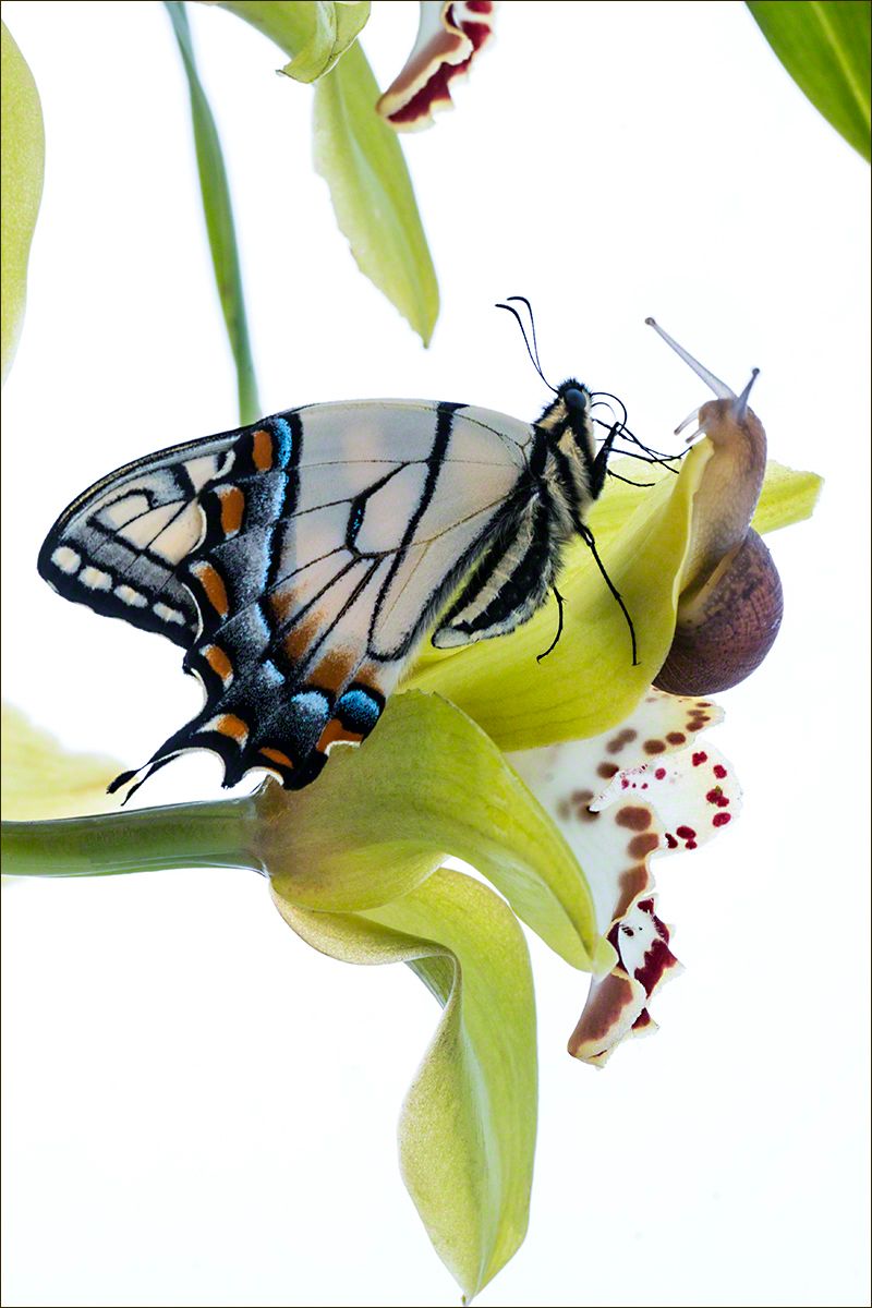 Tiger Swallowtail & Snail