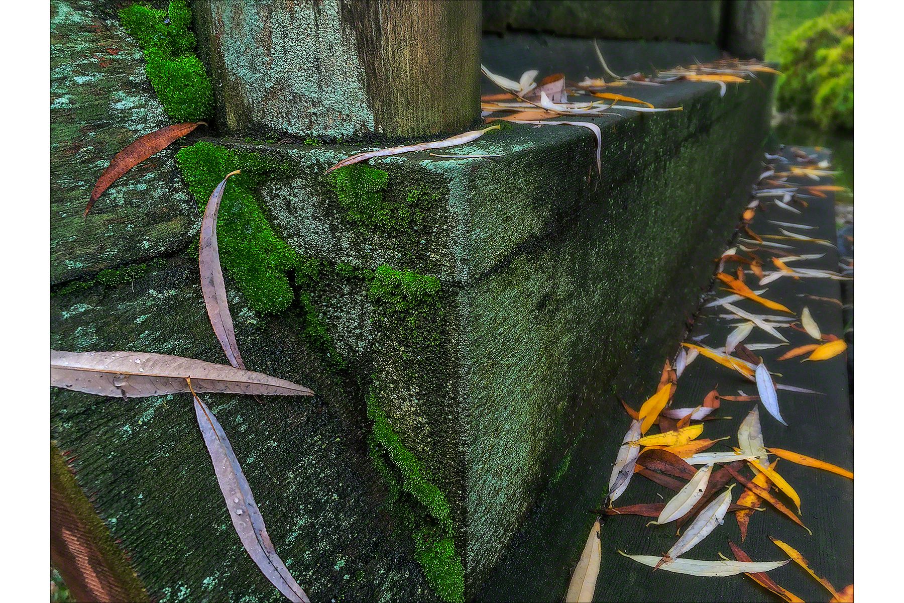 Willow Leaves & Moss