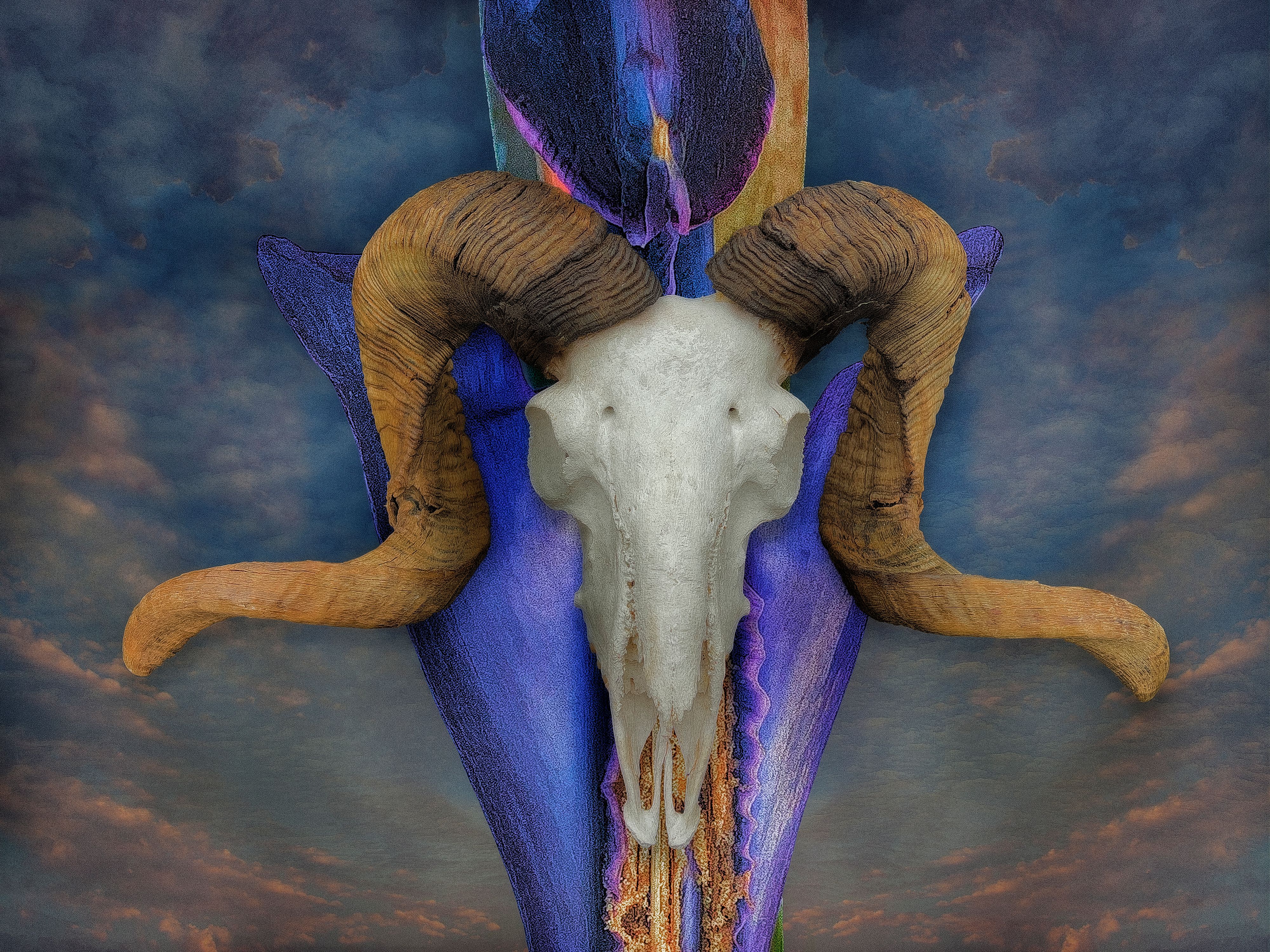 Ram Skull No. 9