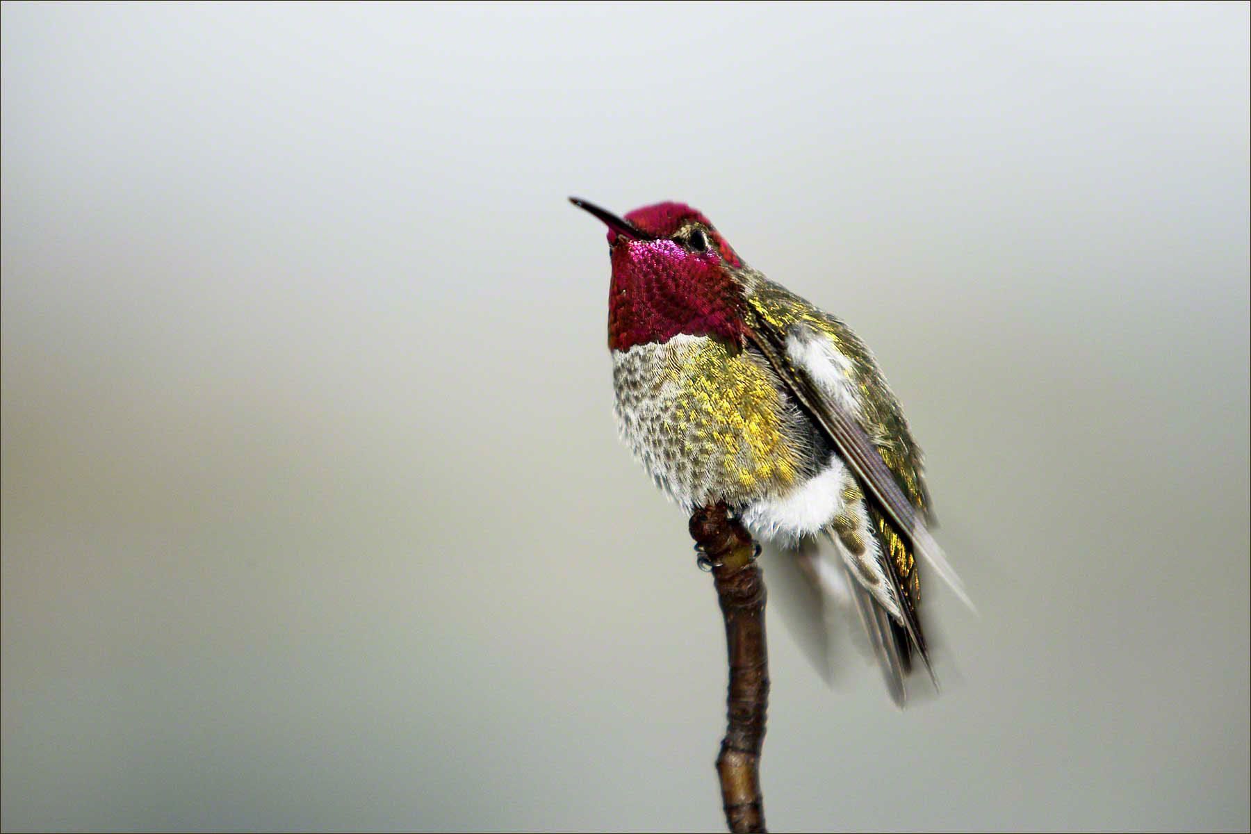 Anna's Hummingbird