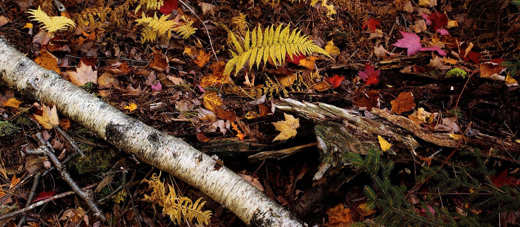 Near Jordan Pond - Mt. Desert, Maine