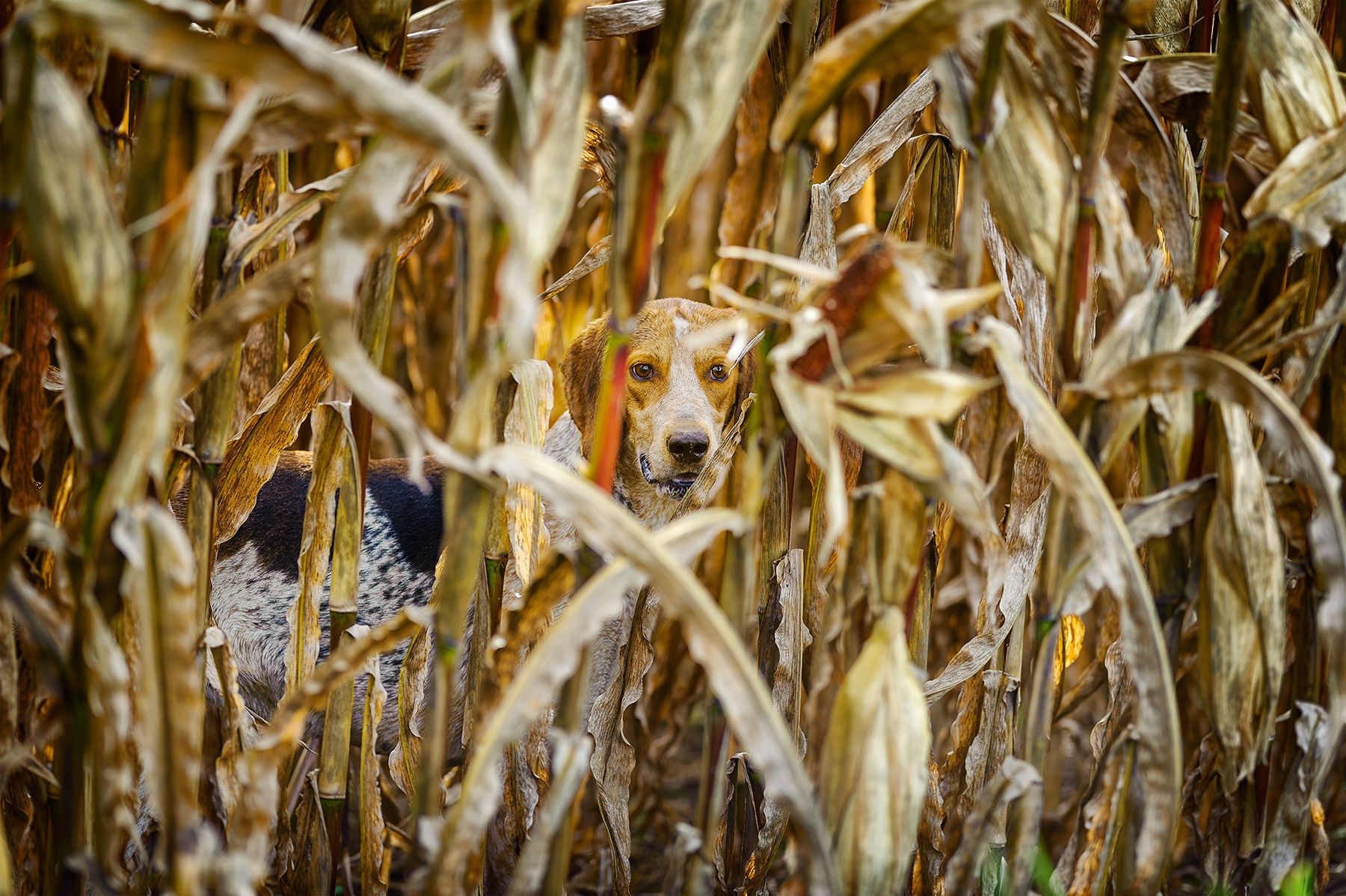 1hound_in_corn
