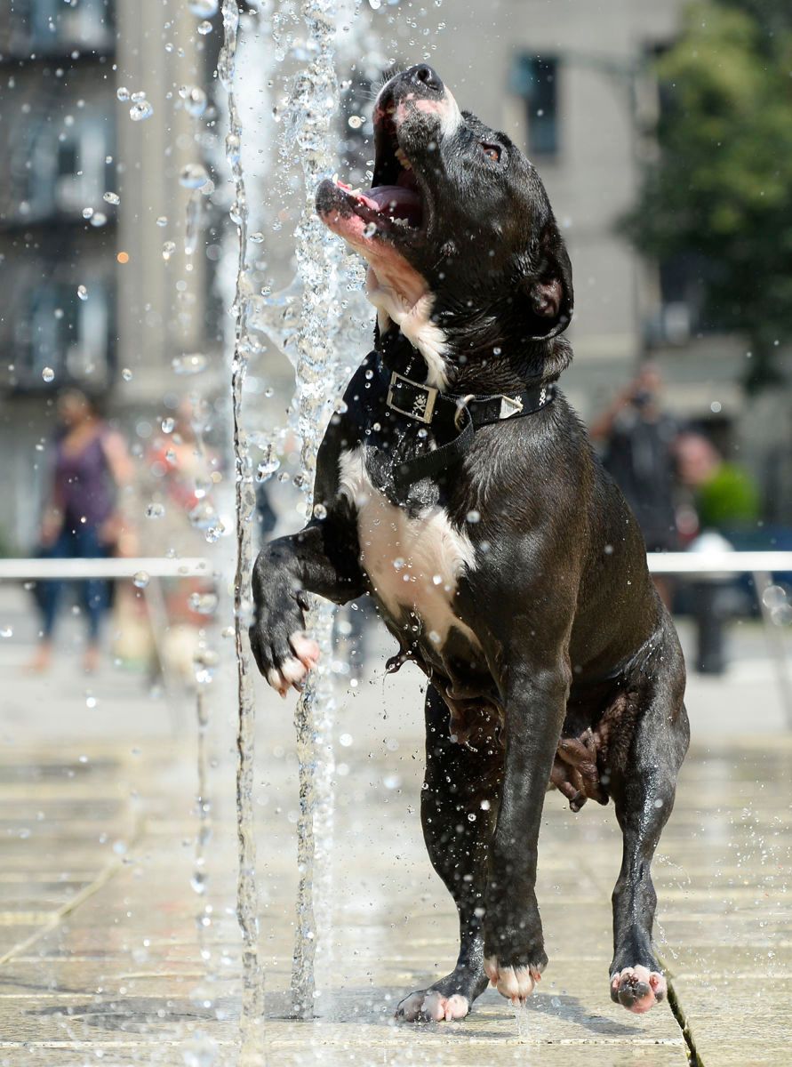 1072815_dog_playing_in_water_fountainpm557
