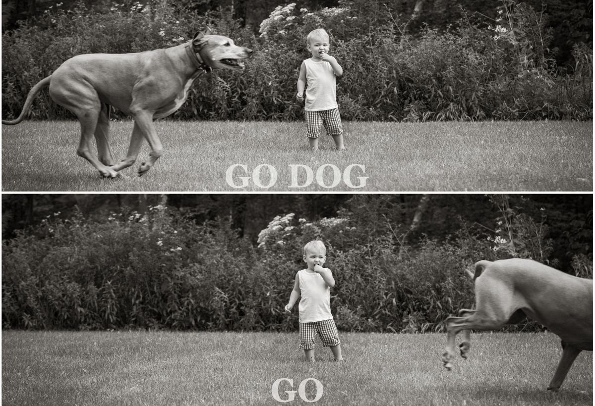 godoggo.jpg