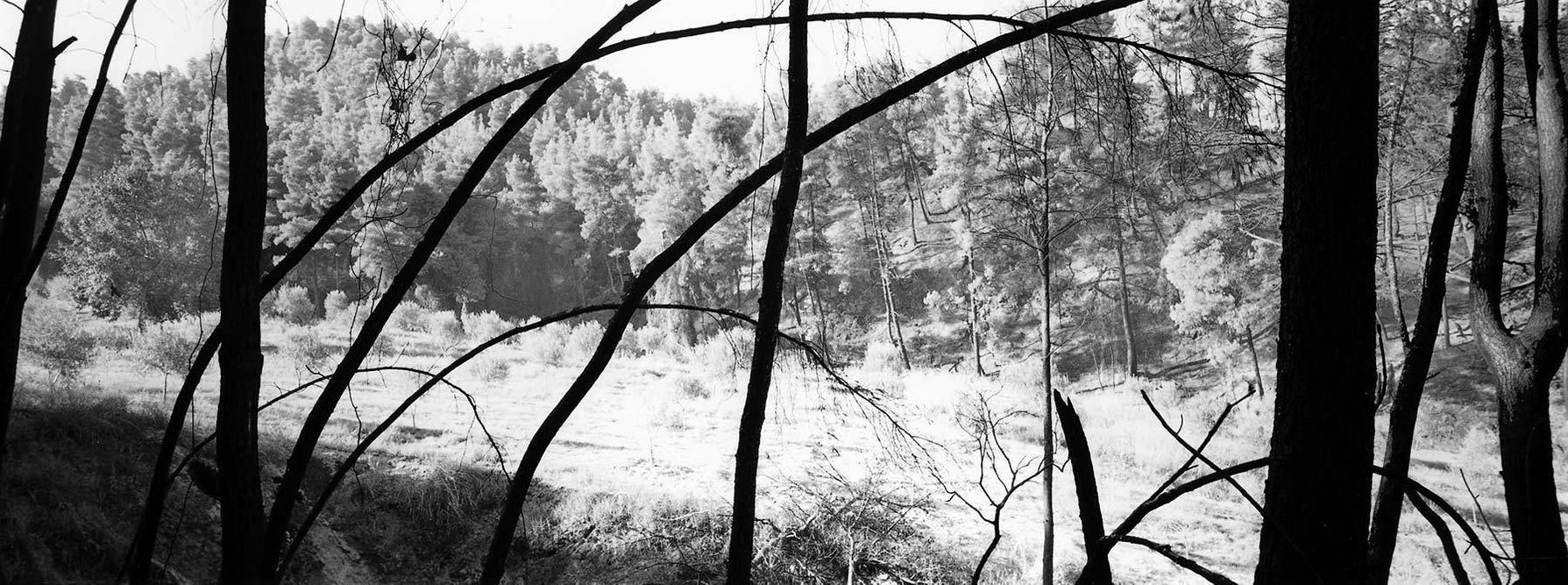 1r22_burnt_forest_greece