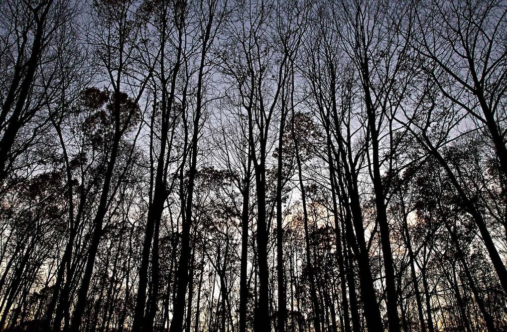 1guilford_woods_8632_2