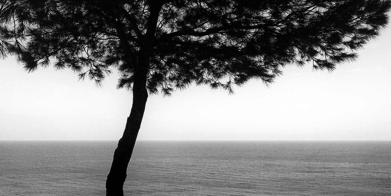1trees_greece_single