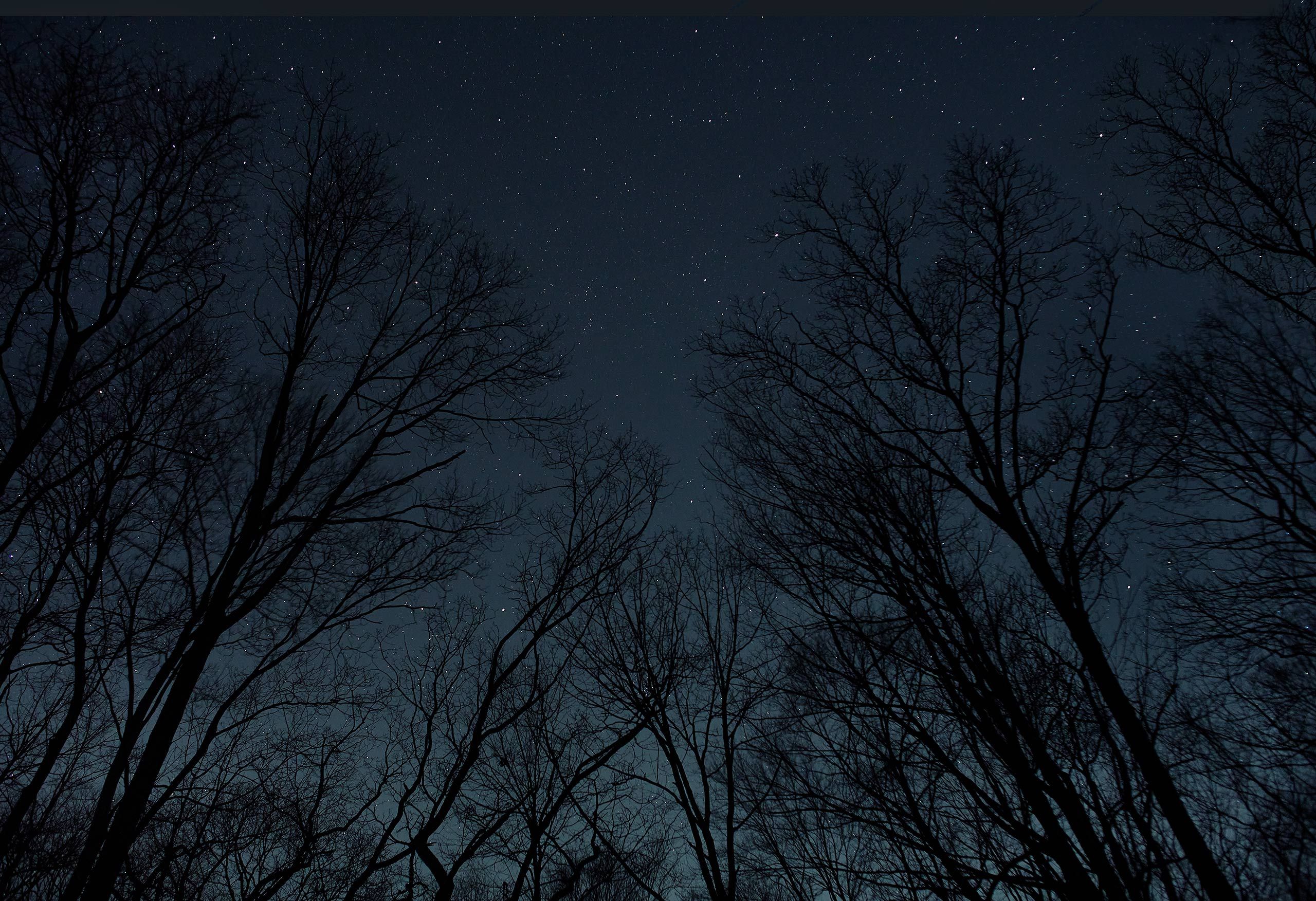 Trees-and-stars-v2-DSC6014.jpg
