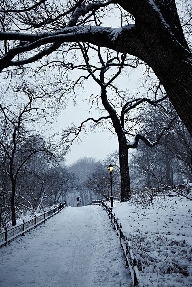 1ny_snow_central_park_02_10_235_1
