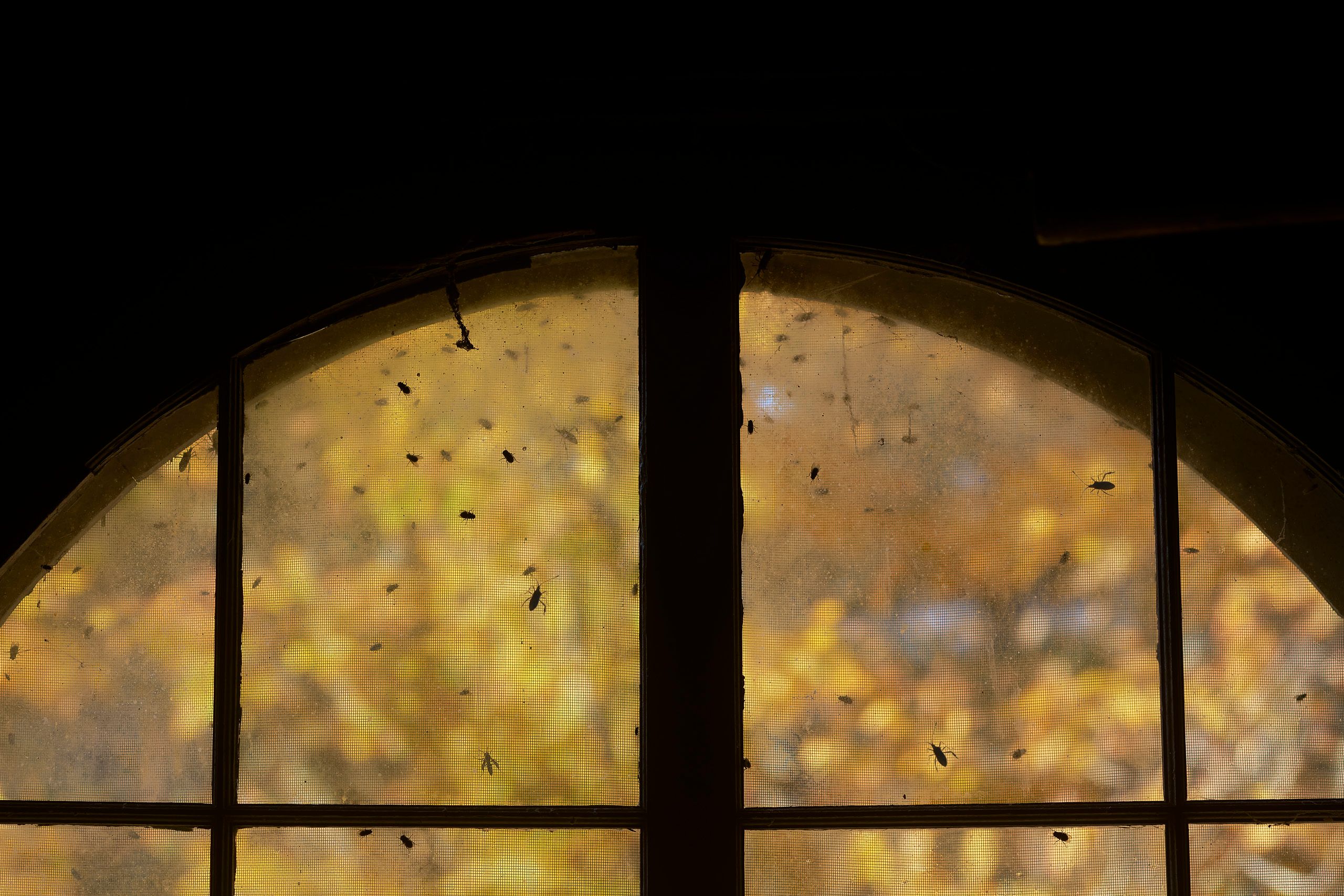 Alder Creek Fall 2025 25998 1 copy.jpg