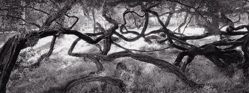 6 Twisted-Tree.jpg