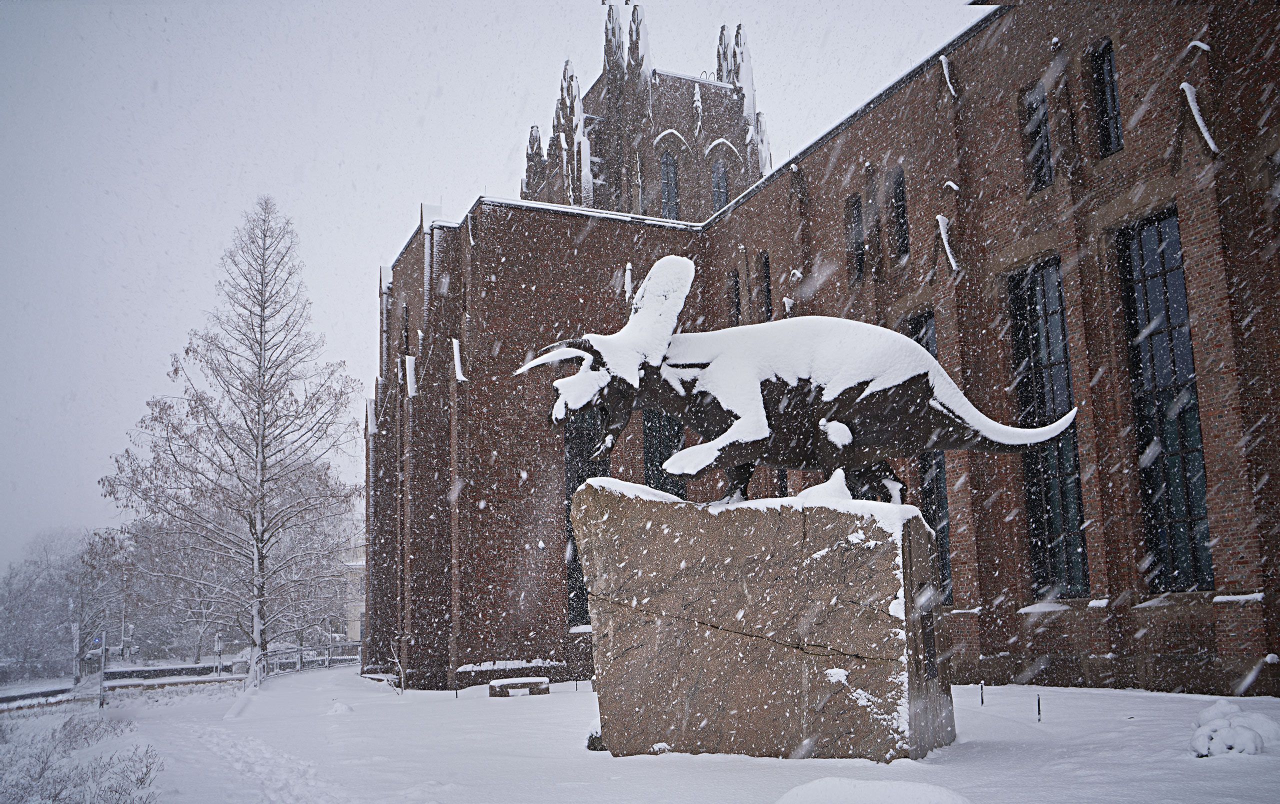Kernan-Torosaurus-in-snow19466.jpg