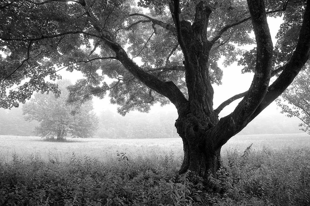 1maine_tree_mg_6722