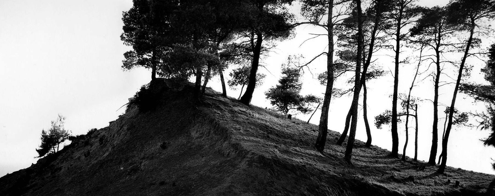 1r14_greek_trees_crest