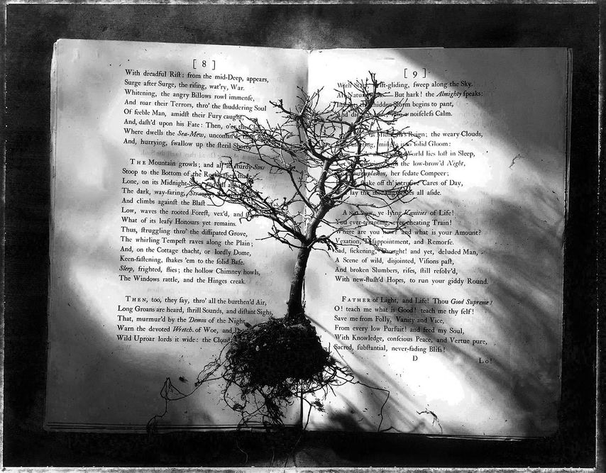 1tree_book_for_portfolio