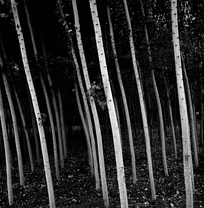 1r26__slanted_beechg