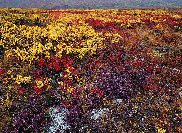 AFTER THE RAIN, 2009
