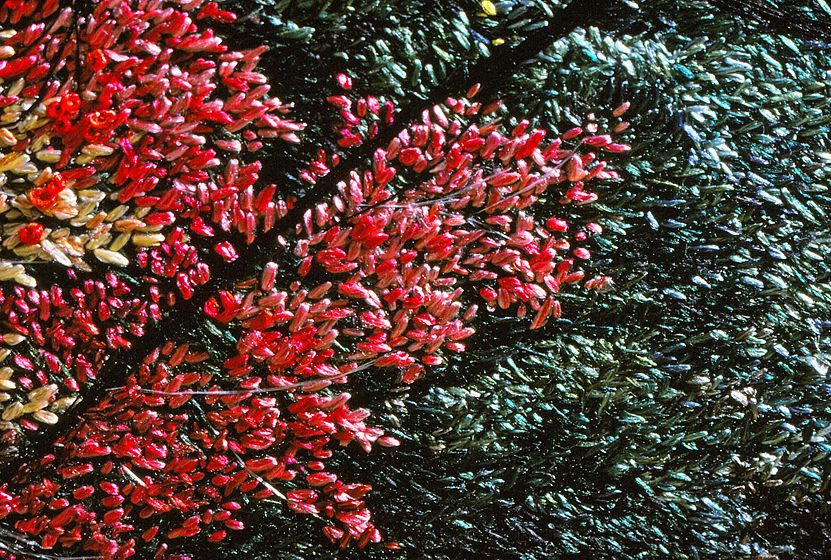 1_23_87suzcohas16_lb