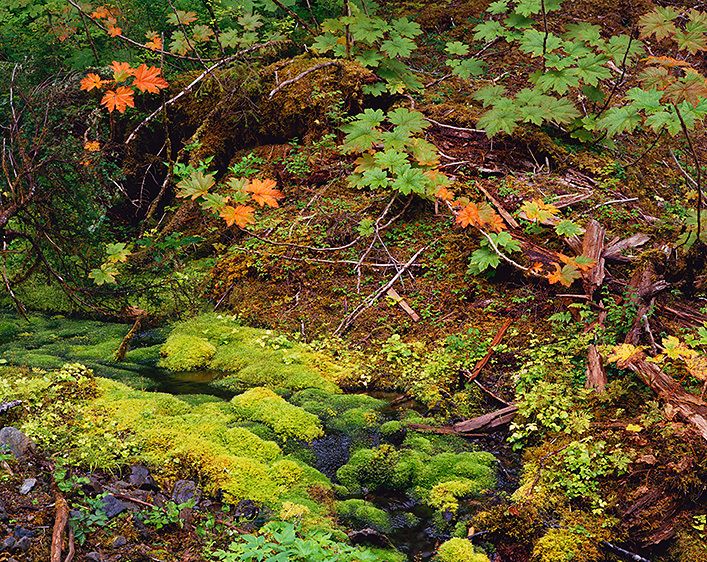 LUSH FOREST FLOOR, 1986