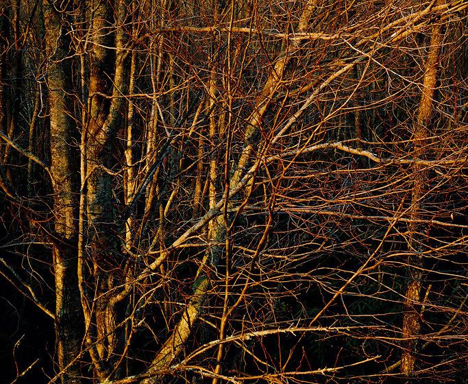 THINGS HAVE A LIFE OF THEIR OWN, 1982All prints are VINTAGE Cibachrome/Ilfochromemade prior to 1985 by Master Printer, Michael Wilder.ORDER FROM CHAOS, NEW WORK and NEW WORK, TOO a complete portfolio of 18-signed, limited edition prints w/catalog: $150,000 (Only 1 complete portfolio is still available.) THINGS HAVE A LIFE OF THEIR OWN, 1982