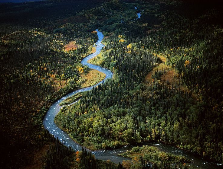 WILD RIVERS, WILD HEALTHY FISH