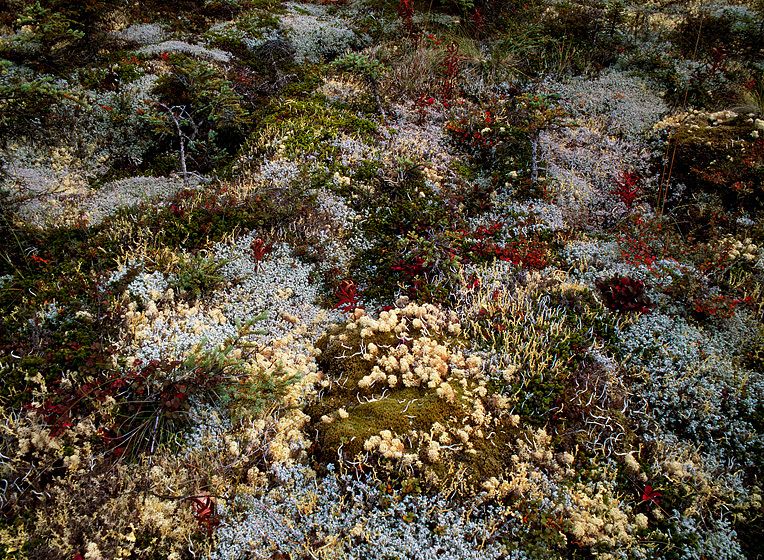 TUNDRA CARPET - LOTS OF LIVING THINGS!