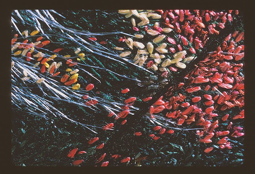 20" x 24"Bundle stitches, random stitches. Subtle dye details. RED MAPLE, BLACK TRUNK (Detail 3)